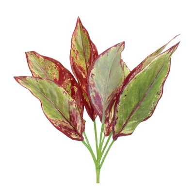 Melrose Variegated Foliage Plant (Set of 6)