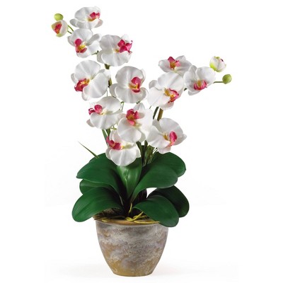 Multicolor 25" Double Stem Phalaenopsis Silk Orchid in Ceramic Vase