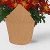 Live 6" Potted Pelee Mum Plant - Spritz™ - 3 of 4