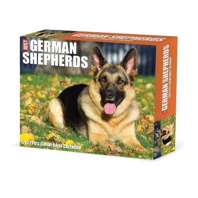 2022 Box Calendar Just German Shepherds - Willow Creek Press