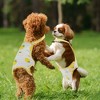 Unique Bargains Dog Diapers for Female Dog Period Washable Reusable with Adjustable Suspender - 3 of 4