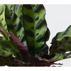 Threshold Brown Live Houseplant - Good Little Garden™ - 3 of 4