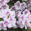 Encore Azalea Autumn 'Twist' 3gal U.S.D.A. Zones 6-10: Rabbit Resistant Shrub - National Plant Network - 3 of 4