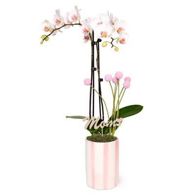 Green Circle Growers 5" White Orchid Houseplant White and Pink Ceramic Planter