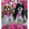 Parisian Pet 'Pretty Girl' Bandana - Fashionable, Comfortable Pink Pet Bandana for Dogs & Cats, Trendy Pet Fashion Accessory - 2 of 4