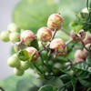 Sullivans Berry Foliage Mini Wreath - 2 of 3