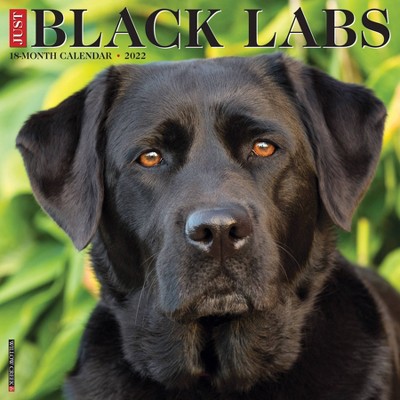 2022 Wall Calendar Just Black Labs - Willow Creek Press