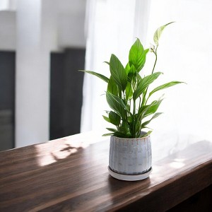 Set of 2 Ceramic Flowerpot, 7" Modern Planter for Patio, Garden, Windowsill - Grey - 1 of 4