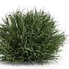 Melrose Spring Grass Half Orb (Set of 12) - 3 of 3