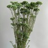 Alilang Decorative Dried Berry Stems for Home Decoration and Floral Arrangements, 17 Inches - 3 of 3
