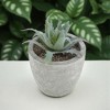 Unique Bargains Artificial Plants Flocked Hard-Leaf Mini Aloe in Pulp Plastic Green 3.15"x3.15"x3.15" 1 Pc - 2 of 4