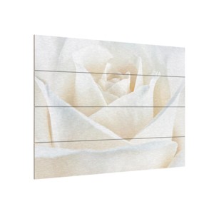 Trademark Fine Art -Cora Niele 'Pure White Rose' Multi Panel Art Set - 1 of 4
