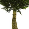 4ft Double Ball Cypress Topiary UV Resistant - Nearly Natural: Indoor/Outdoor, Potted, Weather-Resistant - image 3 of 3