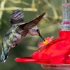 Unique Bargains Durable Hummingbird Feeder Parts 16 Pcs - 3 of 4