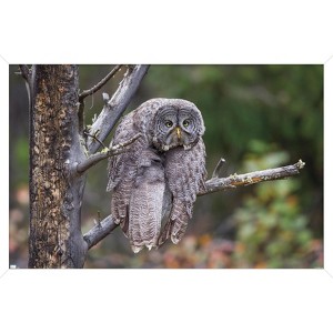 Trends International The Comedy Wildlife Photography Awards: John Blumenkamp - Monday Blahs Framed Wall Poster Prints - 1 of 4
