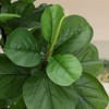 6FT Artificial Fiddle Leaf Fig Tree, 36 Leaves Potted Faux Ficus Lyrata with Dried Moss, Fake Plant for Indoor, Porch, Home, Office, Decor - 4 of 4