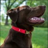 Country Brook Petz Premium Nylon Dog Collar with Metal Buckle for Small Medium Large Breeds - Vibrant 30+ Color Selection - 3 of 4
