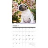 Willow Creek Press 2026 French Bulldog Puppies Wall Calendar - 3 of 4