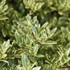 2.25gal Variegated Radicans Gardenia Plant White Blooms - National Plant Network: Fragrant Perennial, Full Sun - 2 of 3