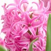 Set of 10 Hyacinths Pink Pearl Set Bulbs - Van Zyverden - 2 of 4