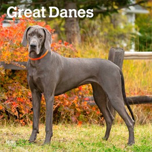 BrownTrout Great Danes 2026 12"x24" Hanging Square Wall Calendar Plastic-Free - 1 of 4