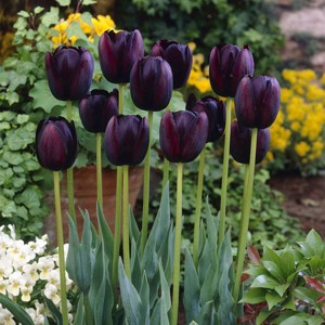 Van Zyverden 5ct Bulbs Tulips Queen of Night - 1 of 4