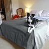 Kritter Planet Waterproof Dogs Blanket, Reversible Furniture Protector Cover for Dogs, Washable Dog Blanket, Gray - 3 of 4