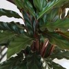 Live 5" Calathea Wavestar Houseplant in Wood Pottery Planter - 3 of 4