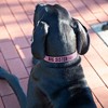 Pavilion Gift Company - L/XL Big Sister - 30" PU Leather Pet Collar - Pet Collar - 2 of 4