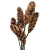 Whisen Set of 8, 23.5" 5Pcs/Bunch Strobus Pine Twig Stem - Brown - 4 of 4