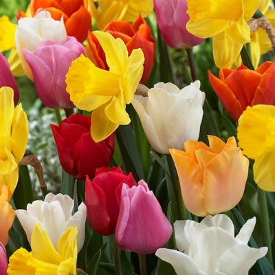 Set of 50 Bulbs Tulips and Narcissus Pot Luck Mixture - Van Zyverden