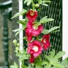 Van Zyverden 5ct Roots Hollyhocks Alcea Rosea Red - 2 of 4