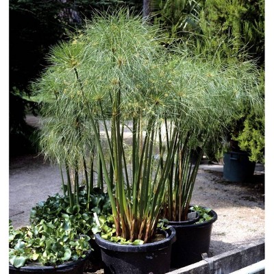 Cyperus Papyrus Giant Egypt - National Plant Network