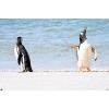Trends International The Comedy Wildlife Photography Awards: Jennifer Hadley - Talk To The Fin Unframed Wall Poster Prints - 4 of 4