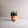 5.25" x 6.25" Kacy White Ticking 3-Stripe Terracotta Boho Style Artisan Handmade Planter Pot Home Living Room Patio Sunroom Faux Artificial Flower - 2 of 4
