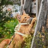 Unique Bargains Escape Proof Cat Harness and Leash Set with Bee Pattern for Large and Small Cats Travel Walking Medium Yellow - 2 of 4