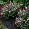 National Plant Network Outdoor Live 4" Buddleia Triple Treat Butterfly Bush Plants - 3ct - 2 of 4