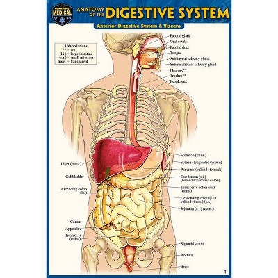 Anatomy of the Digestive System (Pocket-Sized Edition - 4x6 Inches) - 2nd Edition by  Vincent Perez (Poster)