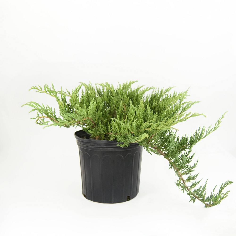 Photos - Garden & Outdoor Decoration 2.25gal Green Sargent Juniper Plant - National Plant Network: Full Sun Hardy, Deer & Insect Resistant, Drought Tolerant