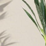 agave 160cm (3 trunks)