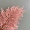 Alilang Decorative Dried Fern Leaves for Home Decoration and Floral Arrangements, 13.5 Inches - 3 of 3