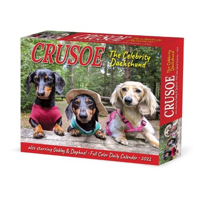 2022 Box Calendar Crusoe the Celebrity Dachshund - Willow Creek Press