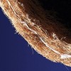 Pride Garden Products AquaSav Round Coco Replacement Liner - 2 of 2