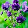 Van Zyverden 5ct Roots Aquilegia Columbine Blue Barlow - 2 of 4