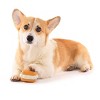 BARK Summer Big Shake Lake Strong Smore Super Chewer Dog Food Shaped Toy - 4 of 4
