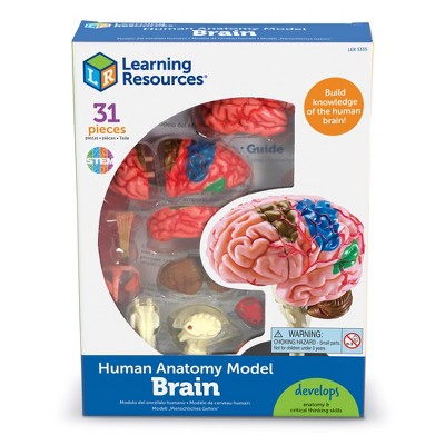 Learning Resources Brain Anatomy Model, 31 Piece, Ages 5+