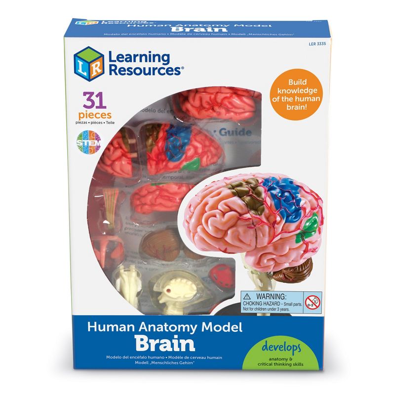 Learning Resources Brain Anatomy Model - Science Exploration Tools, 1 of 7