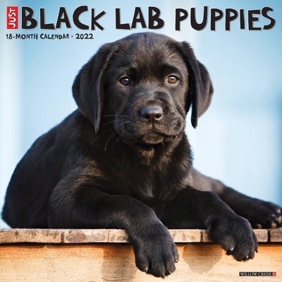 2022 Wall Calendar Just Black Lab Puppies - Willow Creek Press