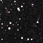 baltimore orioles 1955