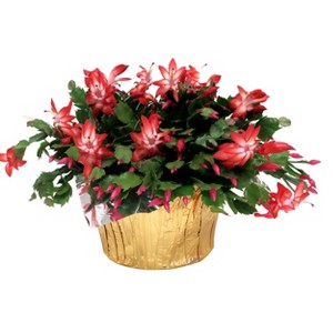 8" Christmas Cactus - Good Little Garden™ - 1 of 2